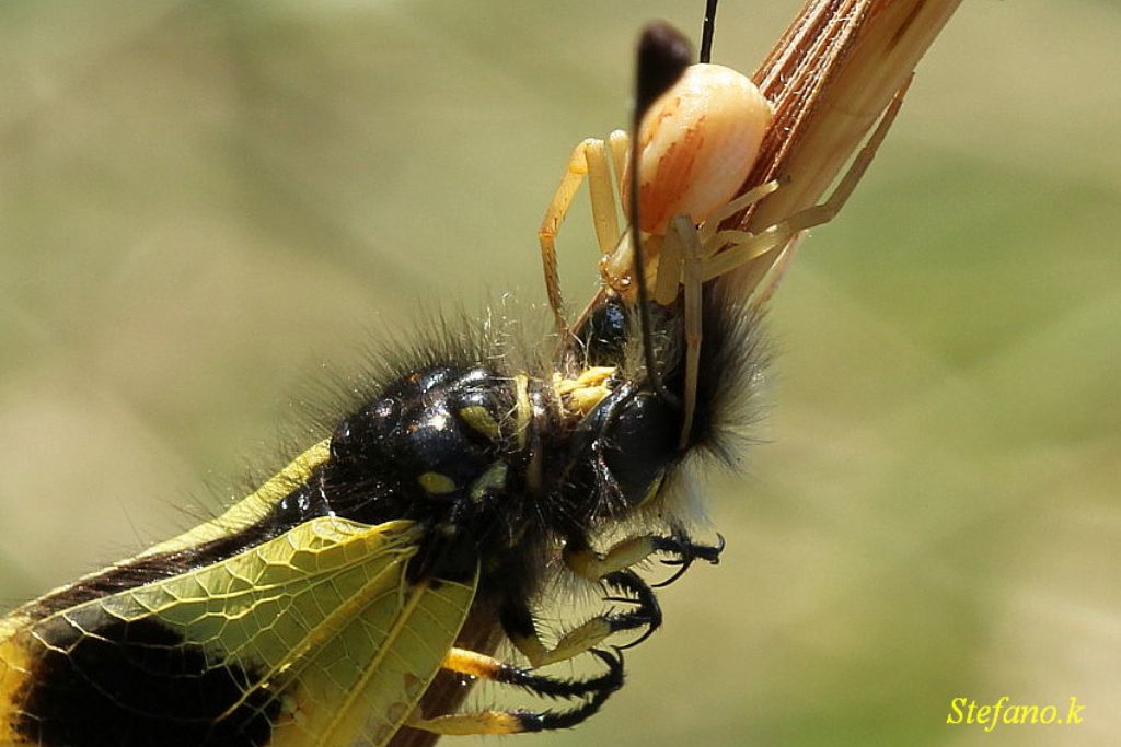 Runcinia grammica con preda (Libelloides) - Padriciano (TS)